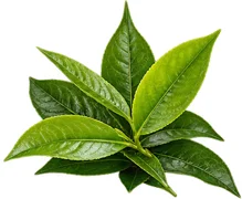Celluvix Jordan - green tea extract (Camellia sinensis leaf extract)