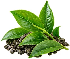 Celluvix Jordan - green tea extract (Camellia sinensis leaf extract)